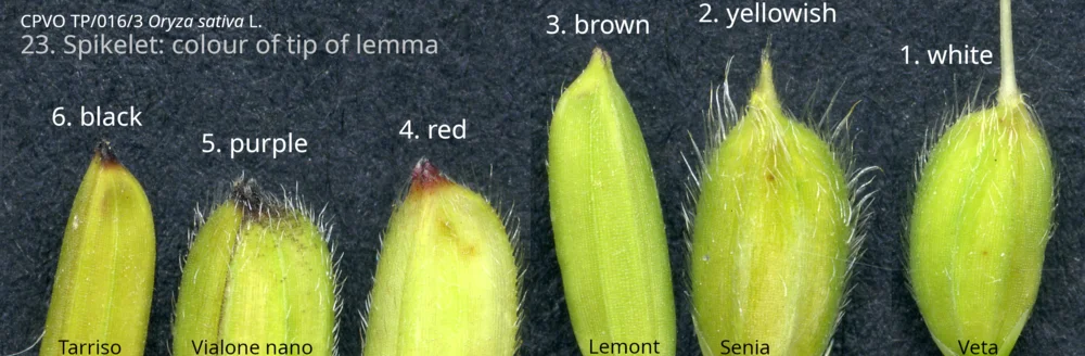 Figure 2: Lemma tip colour in the example varieties listed in revision three of the CPVO rice protocol.