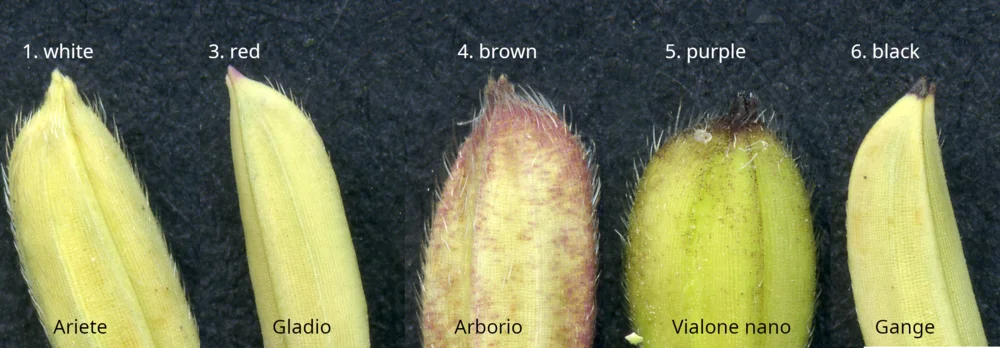 Figure 3: Lemma tip colour in the example varieties listed in revision four of the CPVO rice protocol.