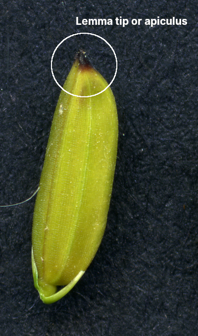 Figure 1: The apiculus, i.e. the lemma tip, sometimes presents anthocyanin colourations.
